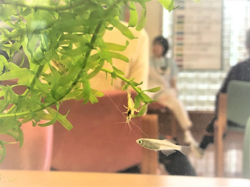 メダカエビ掃除 医療法人社団 いずみ会 メディカルはば伊豆高原 メダカエビ掃除 医療法人社団 いずみ会 メディカルはば伊豆高原